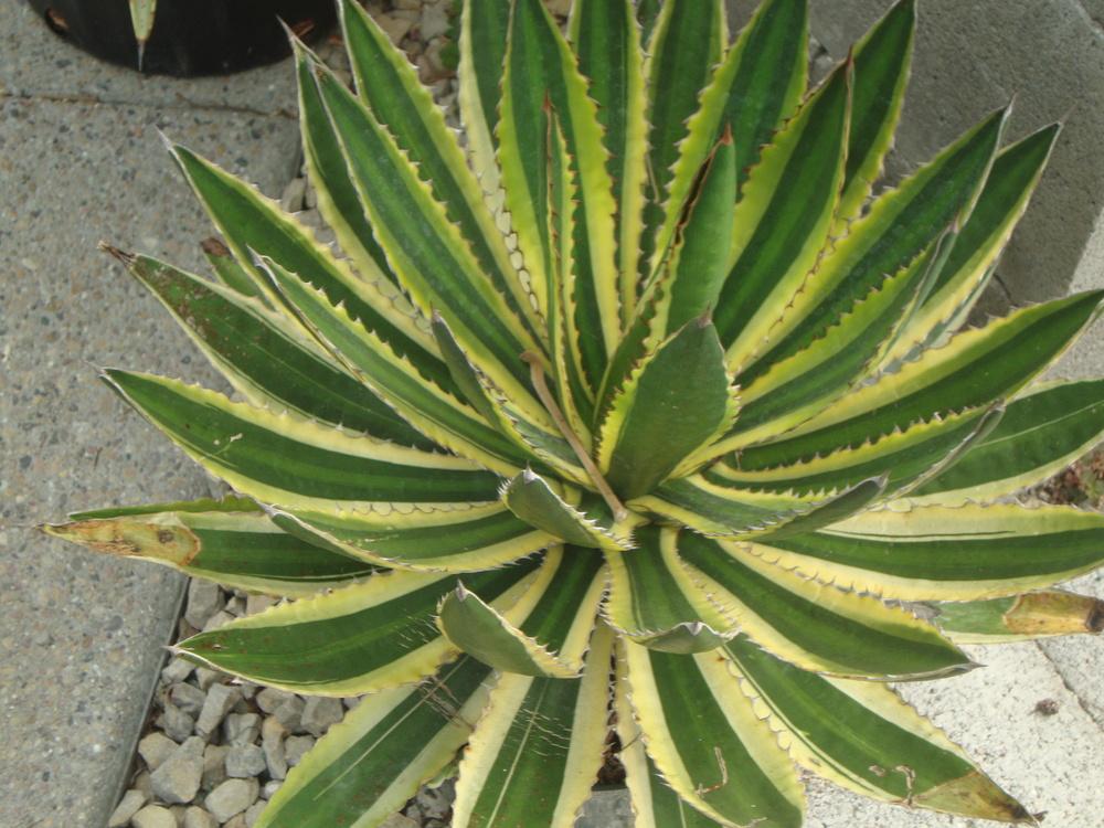 Photo of Center Stripe Agave (Agave lophantha 'Quadricolor') uploaded by Paul2032