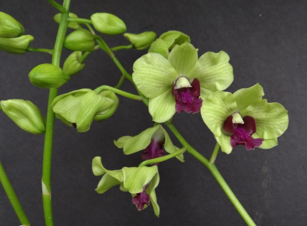 Photo of Orchid (Dendrobium Burana Greenstar) uploaded by hawkarica