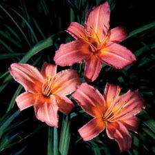 Photo of Daylily (Hemerocallis 'Evelyn Claar') uploaded by vic