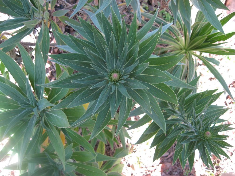 Photo of Pride of Madeira (Echium candicans) uploaded by wcgypsy