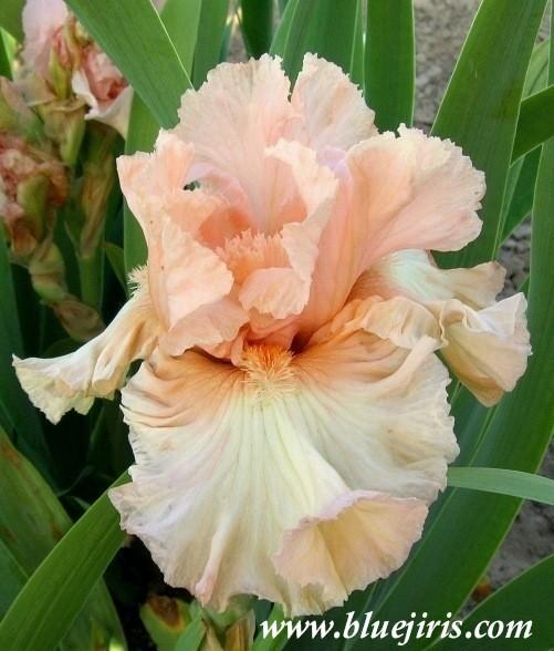 Photo of Tall Bearded Iris (Iris 'Haute Couture') uploaded by Calif_Sue