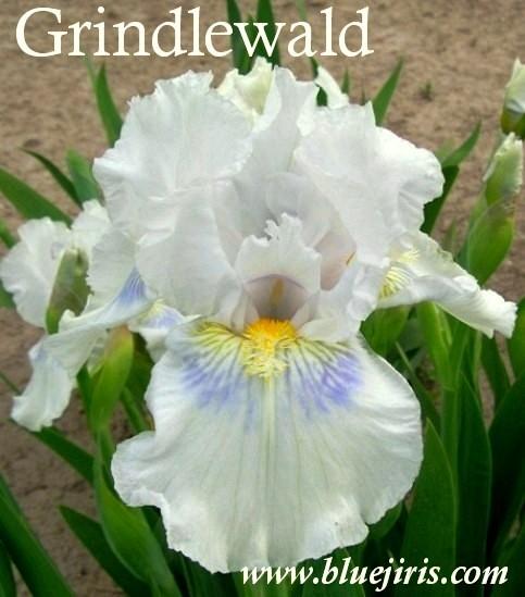 Photo of Intermediate Bearded Iris (Iris 'Grindelwald') uploaded by Calif_Sue