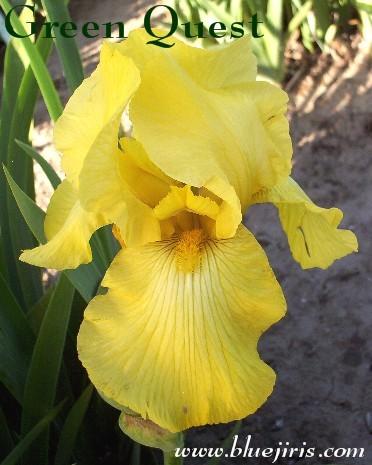 Photo of Tall Bearded Iris (Iris 'Green Quest') uploaded by Calif_Sue