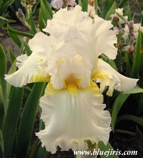 Photo of Tall Bearded Iris (Iris 'Hawaiian Moonlight') uploaded by Calif_Sue