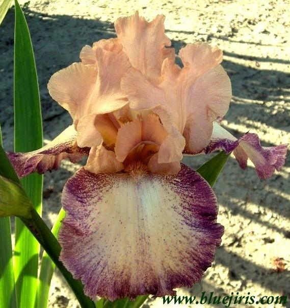 Photo of Tall Bearded Iris (Iris 'Gypsy Skirt') uploaded by Calif_Sue