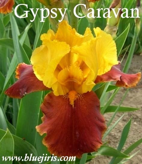 Photo of Tall Bearded Iris (Iris 'Gypsy Caravan') uploaded by Calif_Sue