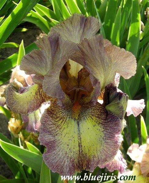 Photo of Tall Bearded Iris (Iris 'Halloween Moon') uploaded by Calif_Sue