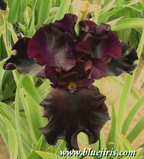 Photo of Tall Bearded Iris (Iris 'Harlem Hussy') uploaded by Calif_Sue