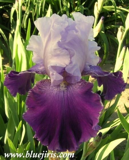 Photo of Tall Bearded Iris (Iris 'Great Gatsby') uploaded by Calif_Sue