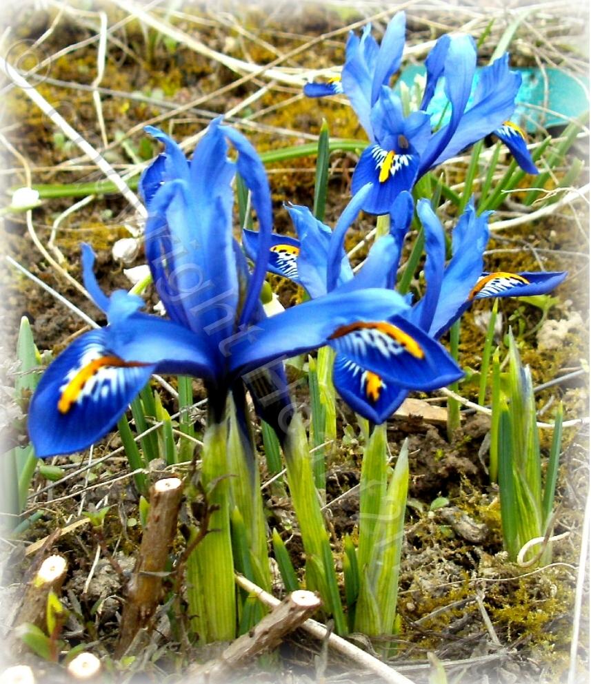 Photo of Reticulated Iris (Iris reticulata 'Joyce.') uploaded by Heart2Heart