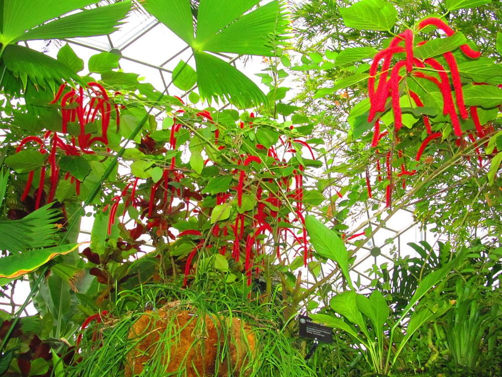 Photo of Chenille Plant (Acalypha hispida) uploaded by jmorth
