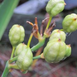 Location: Mason, New Hampshire
Date: Very late summer/early fall 2012
Seed pod for Blackberry Lily 'Feckle Face' cultivar