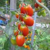 Ripening 'Jolly Elf' grape tomatoes from our 2012 Mason, NH garde