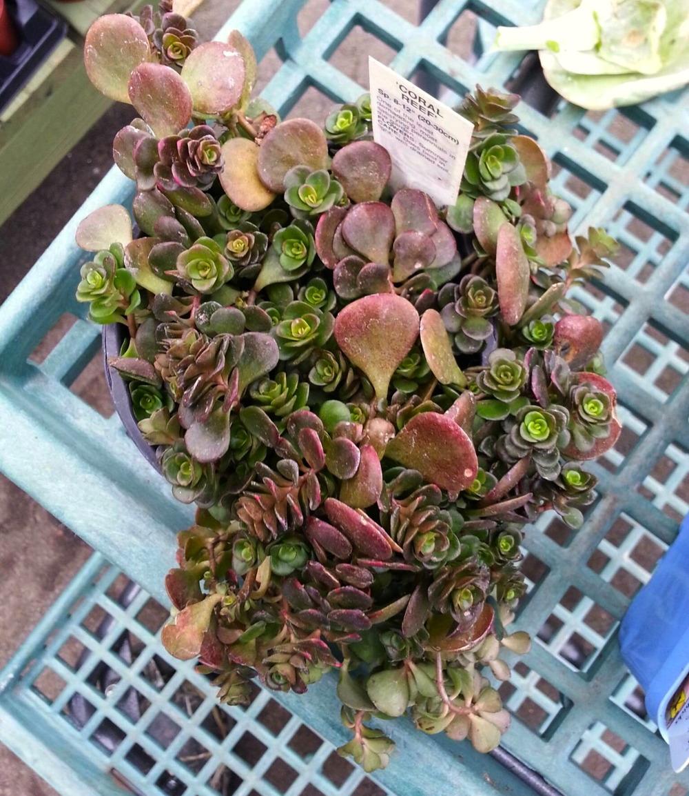 Photo of Chinese Stonecrop (Sedum tetractinum 'Coral Reef') uploaded by serse