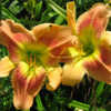 Courtesy American Daylily and Perennials