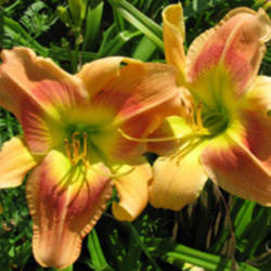 
Date: 2010-06-20
Courtesy American Daylily and Perennials