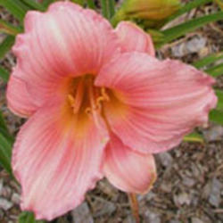 
Date: 2009-06-16
Courtesy American Daylily and Perennials