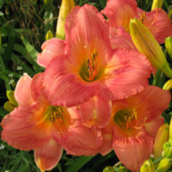 
Date: 2010-06-22
Courtesy American Daylily and Perennials