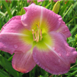 
Date: 2003-06-19
Courtesy American Daylily and Perennials