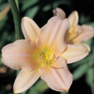 Courtesy American Daylily and Perennials