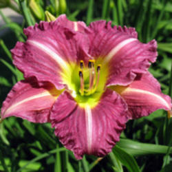 
Date: 2010-06-17
Courtesy American Daylily and Perennials