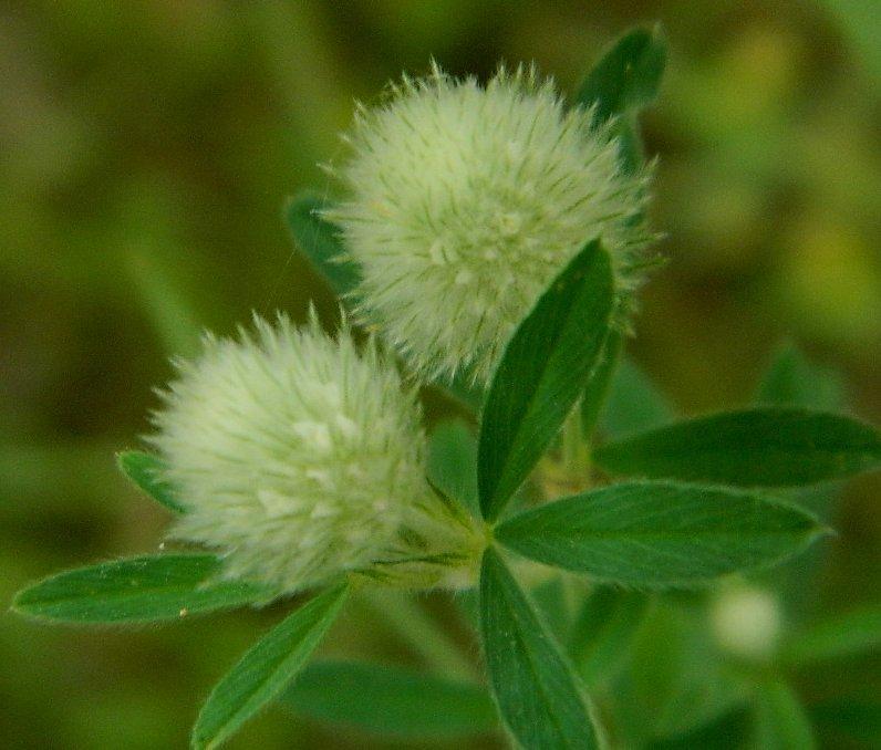 Photo of Rabbitfoot Clover (Trifolium arvense) uploaded by wildflowers