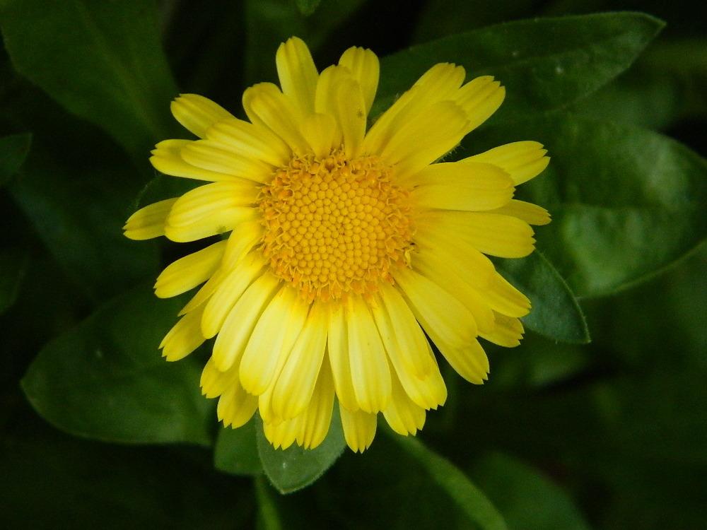 Photo of Pot Marigold (Calendula officinalis) uploaded by wildflowers