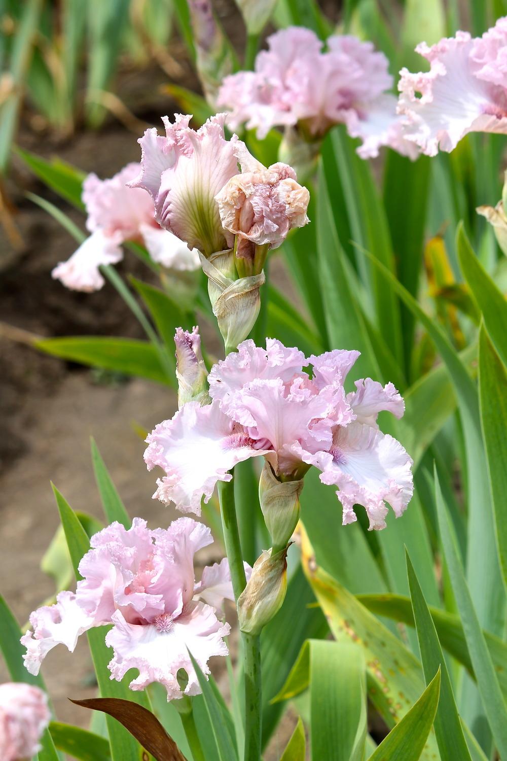 Photo of Tall Bearded Iris (Iris 'Fine Romance') uploaded by ARUBA1334