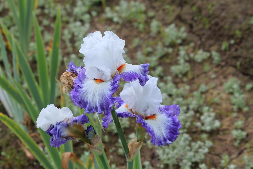 Photo of Tall Bearded Iris (Iris 'Hidden Kisses') uploaded by ARUBA1334