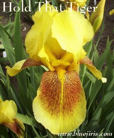 Photo of Tall Bearded Iris (Iris 'Hold That Tiger') uploaded by Calif_Sue
