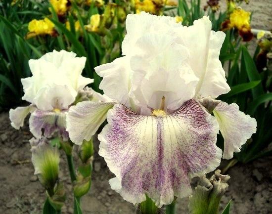 Photo of Tall Bearded Iris (Iris 'Hi There Gorgeous') uploaded by Calif_Sue