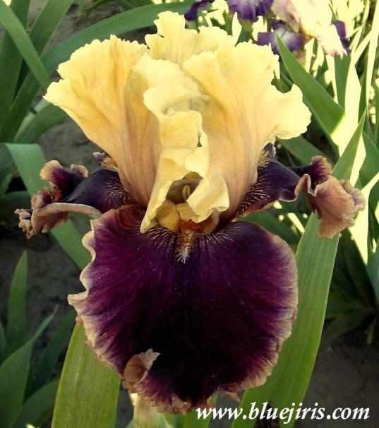 Photo of Tall Bearded Iris (Iris 'Hold My Hand') uploaded by Calif_Sue