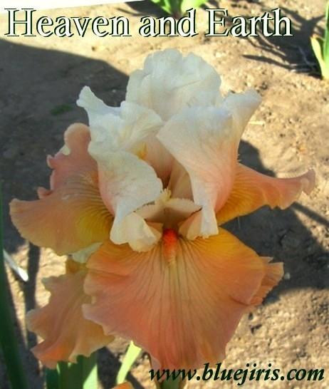 Photo of Tall Bearded Iris (Iris 'Heaven and Earth') uploaded by Calif_Sue