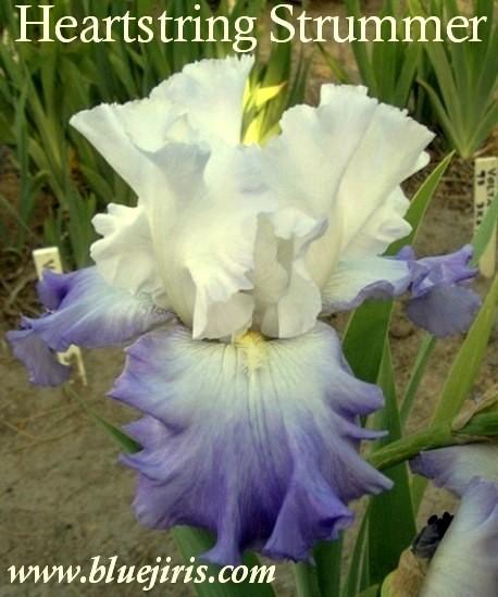 Photo of Tall Bearded Iris (Iris 'Heartstring Strummer') uploaded by Calif_Sue