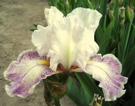 Photo of Tall Bearded Iris (Iris 'Hi There Gorgeous') uploaded by Calif_Sue