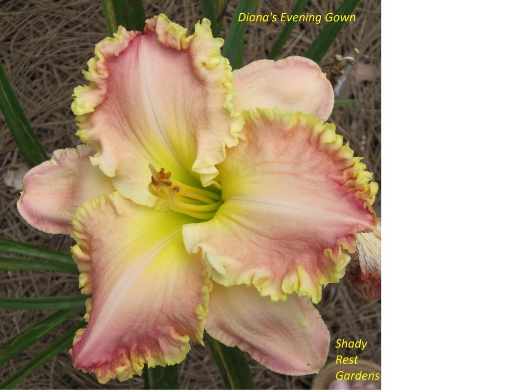 Photo of Daylily (Hemerocallis 'Diana's Evening Gown') uploaded by Casshigh