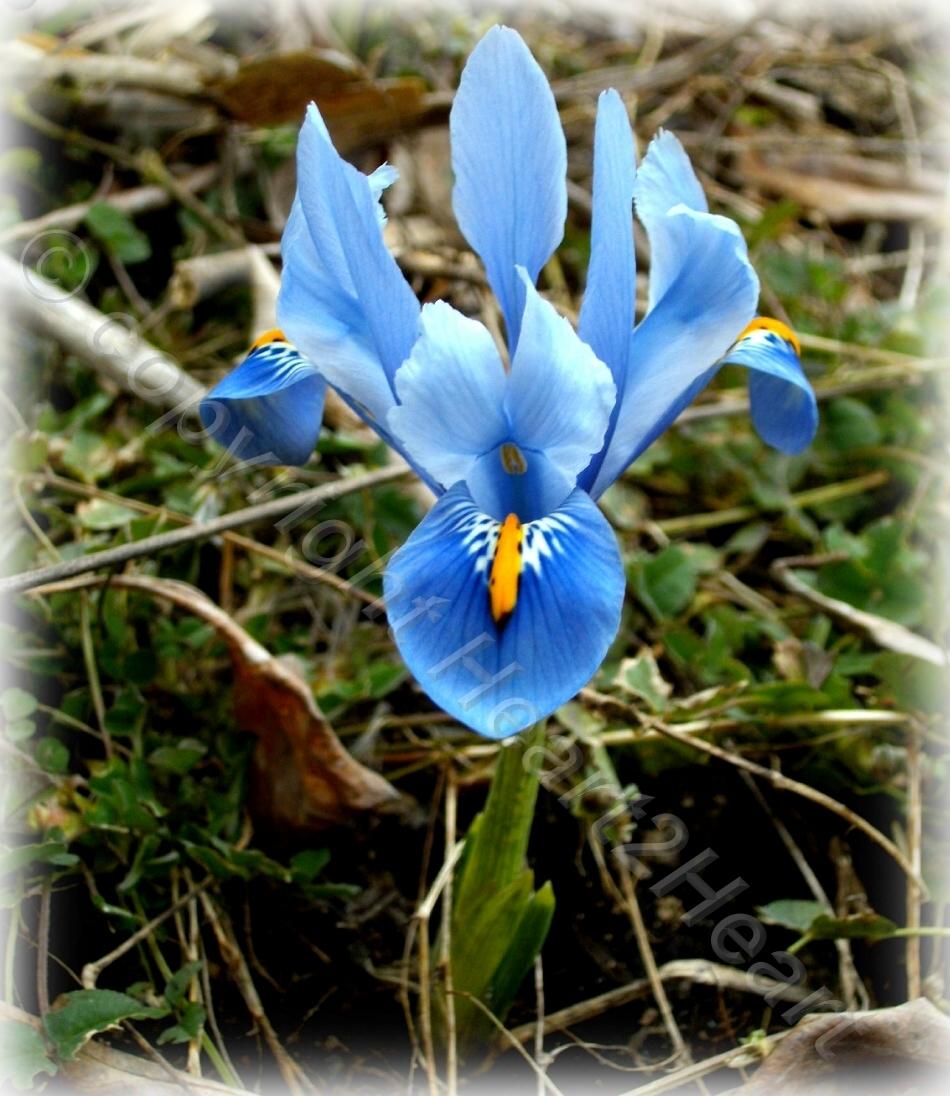 Photo of Reticulated Iris (Iris reticulata 'Alida') uploaded by Heart2Heart