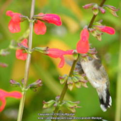 Location: My garden in Kentucky
Date: 2012-09-28
With a Ruby Throated Hummer enjoying the flowers!