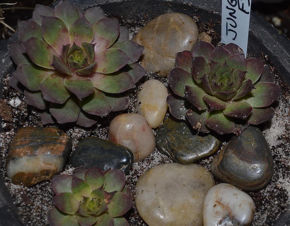 Photo of Hen and Chicks (Sempervivum 'Jungle Fires') uploaded by clintbrown