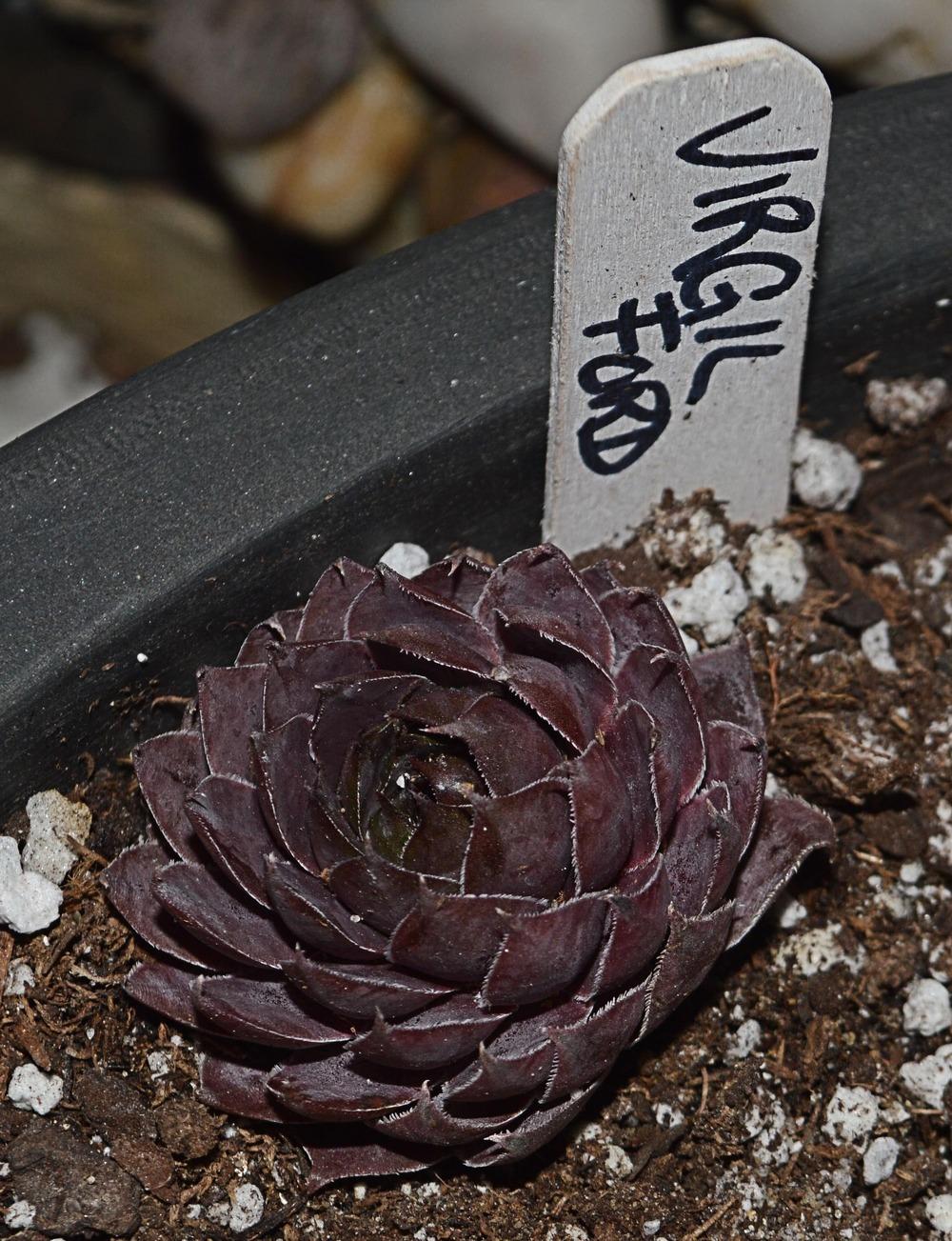 Photo of Hen and Chicks (Sempervivum 'Virgil Ford') uploaded by clintbrown