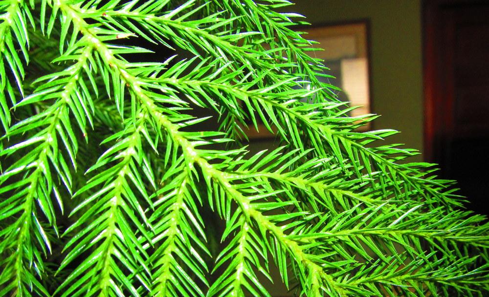 Photo of Norfolk Island Pine (Araucaria heterophylla) uploaded by jmorth
