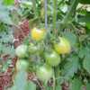Snow White cherry tomatoes from my 2011 Masn, New Hampshire garde