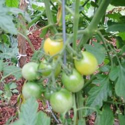 Location: Mason, New Hampshire (zone 5b)
Date: 2011
Snow White cherry tomatoes from my 2011 Masn, New Hampshire garde
