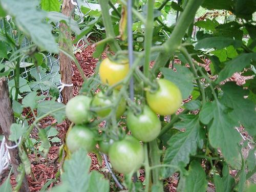Photo of Tomato (Solanum lycopersicum 'Snow White') uploaded by robertduval14