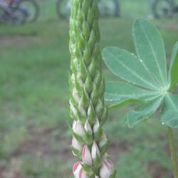 Location: Mason, New Hampshire (zone 5b)
Date: 2012
Lupine buds just getting ready to start blooming.