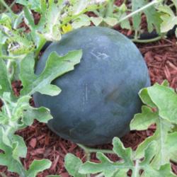 Location: Mason, New Hampshire
Date: 2012
An almost finished 'Sugar Baby' watermelon.