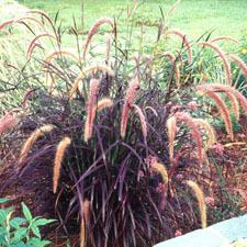 Photo of Purple Fountain Grass (Cenchrus setaceus 'Rubrum') uploaded by vic