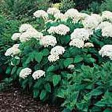 Photo of Smooth Hydrangea (Hydrangea arborescens 'Annabelle') uploaded by vic