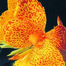 Photo of Canna (Canna x generalis 'En Avant') uploaded by vic
