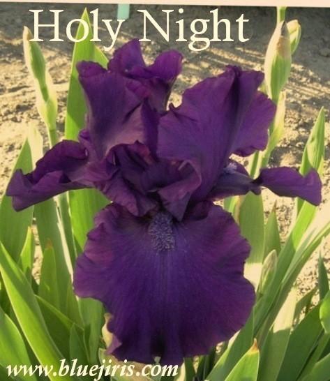 Photo of Tall Bearded Iris (Iris 'Holy Night') uploaded by Calif_Sue